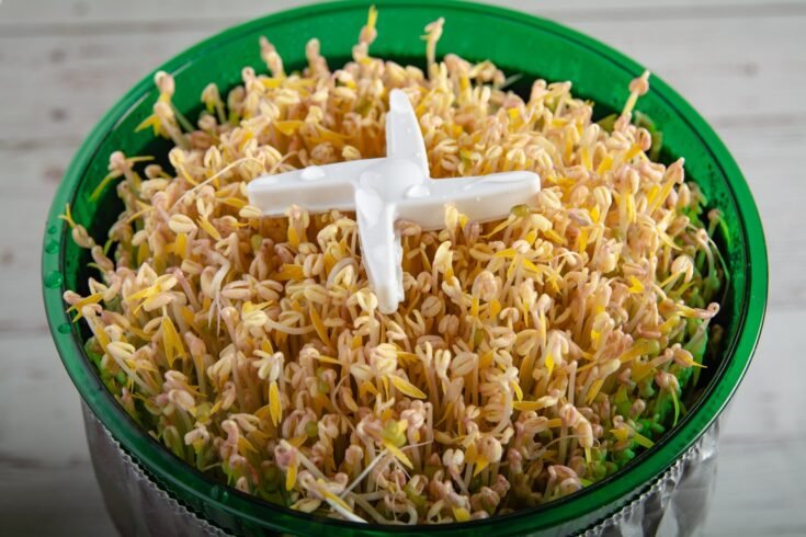 Fully grown mung bean sprouts in a sprout machine.