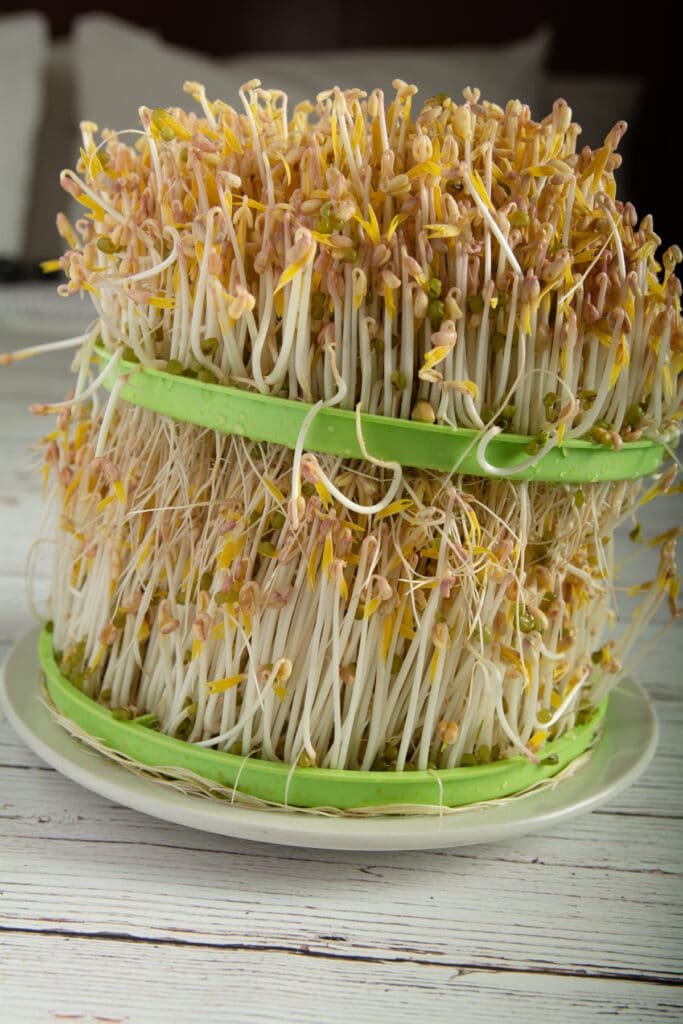 Fully grown mung bean sprouts on two growing trays.