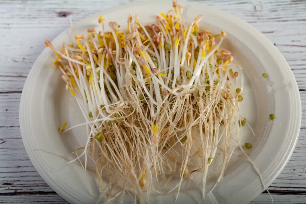 Grown sprouts on a plate