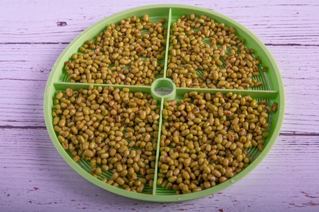 Soaked mung bean seeds on a tray.