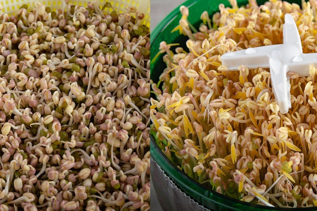 Side by side pictures of the two methods of growing sprouts on day 4.
