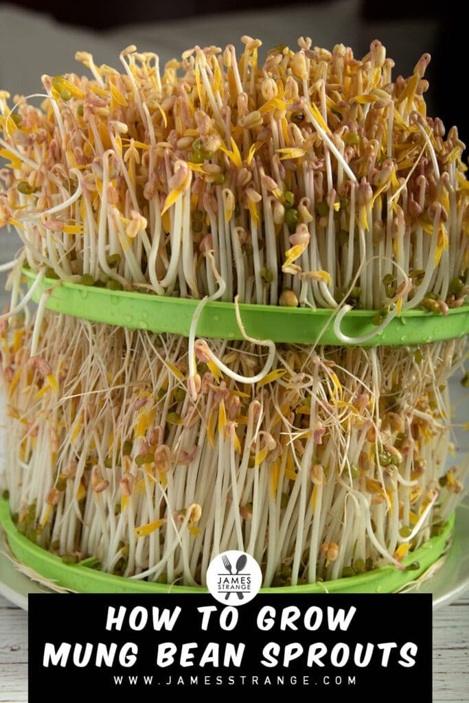 Mung bean sprouts on trays. This is a pin for Pinterest.