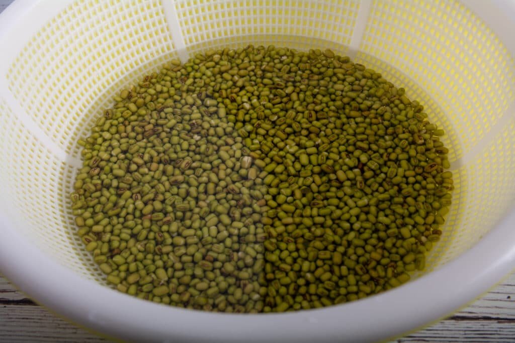 Mung bean seeds soaking in a strainer.